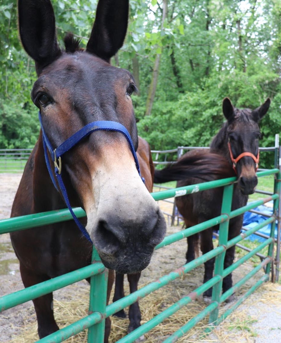 Customer Spotlight: It’s Mule Crush Monday